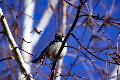 Low angle view of bird perching on branch