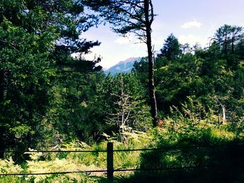 Trees in forest