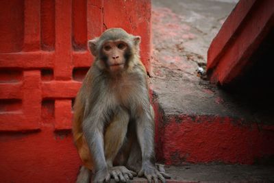 Portrait of monkey sitting outdoors