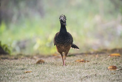 Close-up of bird perching on field