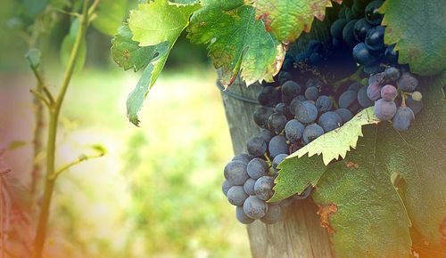 Close-up of grapes growing on tree