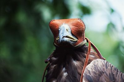 Close-up of a bird