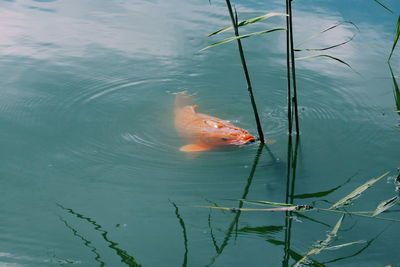 High angle view of koi carp swimming in lake