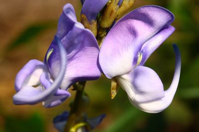 Close-up of purple iris