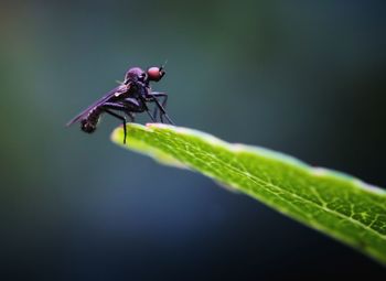 Close-up of insect on leaf