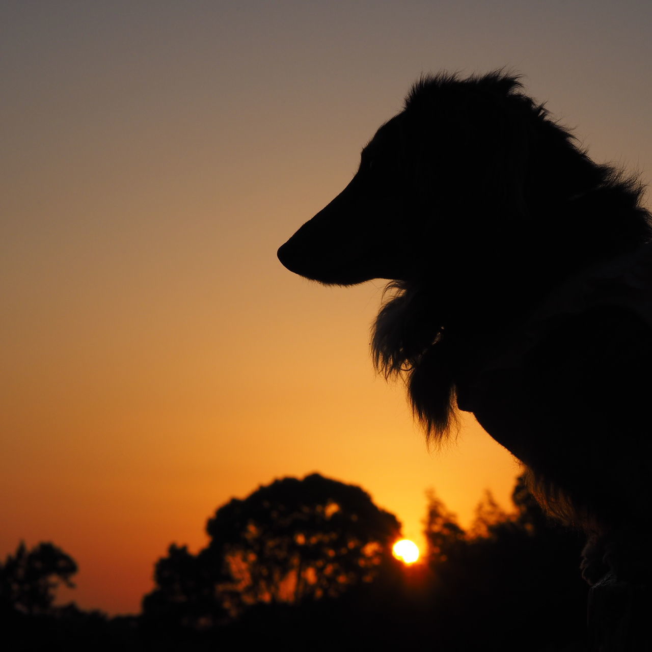 sunset, silhouette, sky, orange color, one animal, beauty in nature, nature, tranquility, animal themes, sun, scenics, tranquil scene, mammal, low angle view, clear sky, domestic animals, idyllic, copy space, outline, outdoors