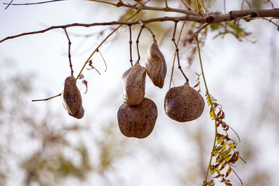 Close-up of fruits hanging on tree