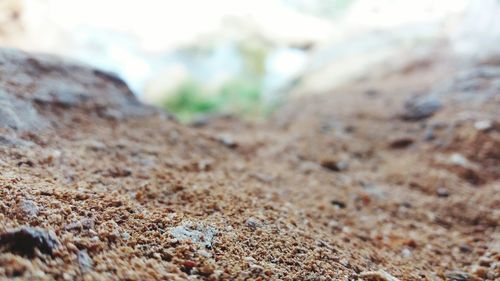 Close-up of tree trunk