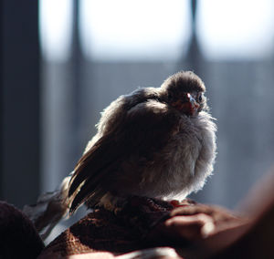 Close-up of bird perching outdoors