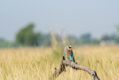 Bird perching on a field