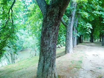 Trees in forest