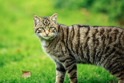 Cat looking away while standing on field