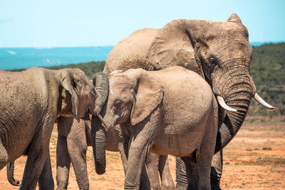 View of elephant on land