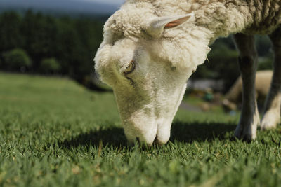 Sheep grazing on field