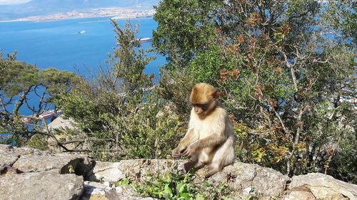 Monkey on tree against sky