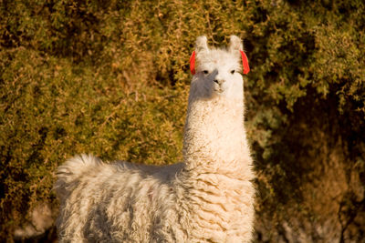 Alpaca in a oasis in the atacama desert, tambillo, atacama desert, chile, south america