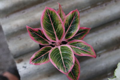 High angle view of succulent plant