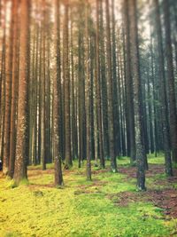 Trees in forest