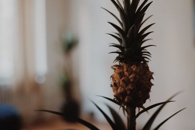 Close-up of potted plant against wall