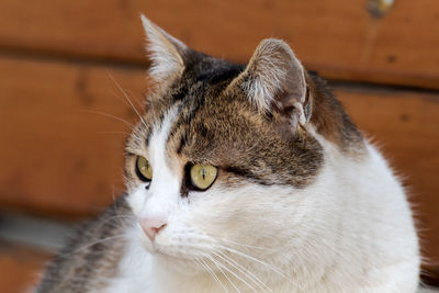 Close-up of a cat looking away