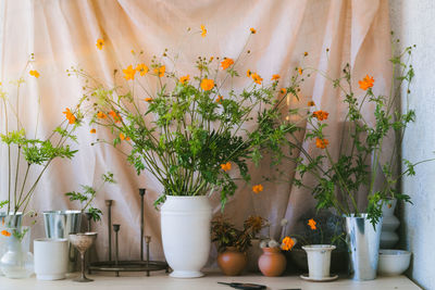 Potted plant on table at home