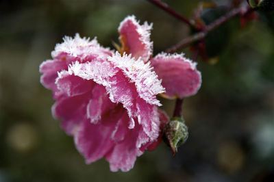 Close-up of pink flower blooming outdoors