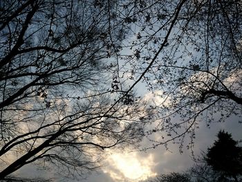 Low angle view of bare trees against sky