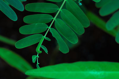 High angle view of plant