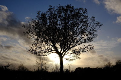 Low angle view of silhouette tree against sky during sunset