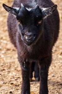 Portrait of a black cat on field