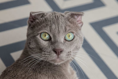 Close-up portrait of cat