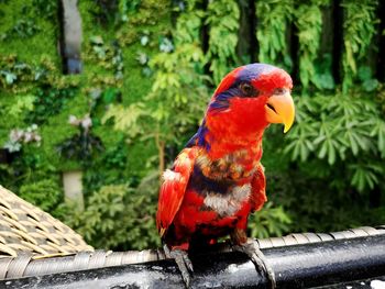 Close-up of parrot perching on wood