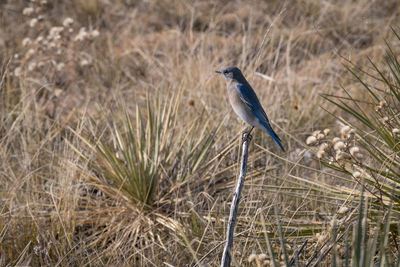 Close-up of bird perching on grass