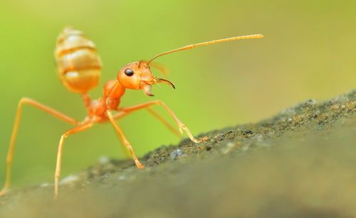 Close-up of insect