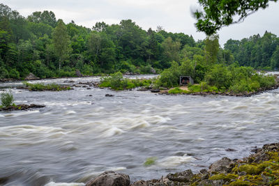 Scenic view of river against trees in forest