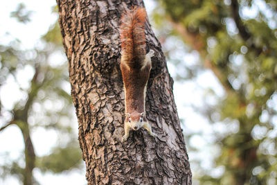 Low angle view of lizard on tree trunk