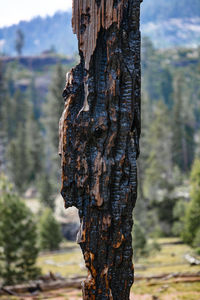 Close-up of tree trunk