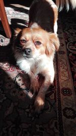 Close-up portrait of dog at home