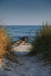 View of crab on beach against sky