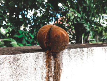 Close-up of apple on tree