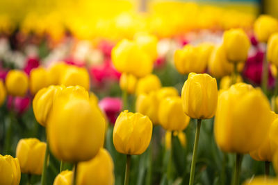 Close-up of yellow tulips on field