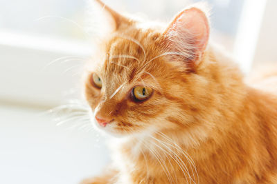 Close-up of a cat looking away