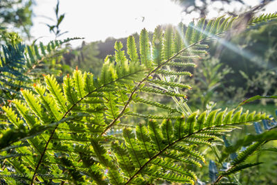 Close-up of fern