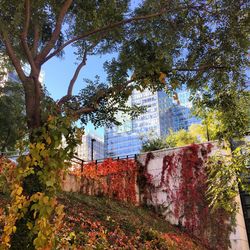 Low angle view of trees and buildings against sky during autumn