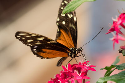 Close-up of butterfly on pink flower