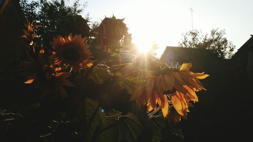 Close-up of flowers blooming against sky