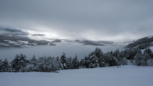 Trees on snow covered landscape against sky