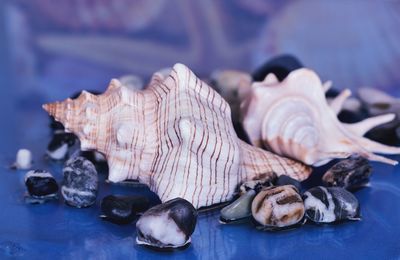 Close-up of seashells