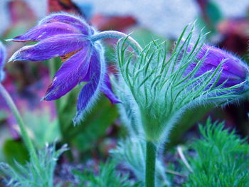 Close-up of purple flowering plant