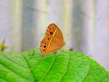 Butterfly on leaf